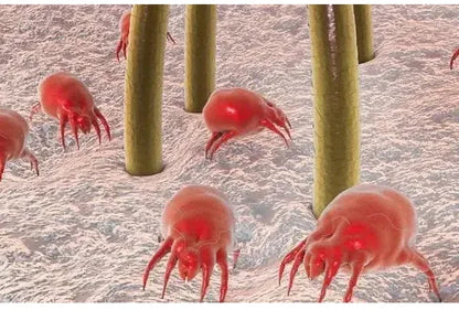 Handheld Garment Steamer